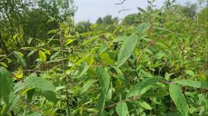 Attēlu rezultāti vaicājumam “Lonicera caerulea var. pallasii fruit”