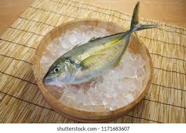 Image result for Pseudocaranx dentex