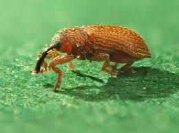 Attēlu rezultāti vaicājumam “Brachonyx pineti”