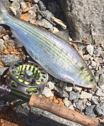 Image result for Alosa mediocris