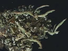 Attēlu rezultāti vaicājumam “Cladonia norvegica”