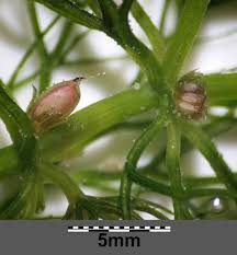 Attēlu rezultāti vaicājumam “Ceratophyllum submersum leaf”