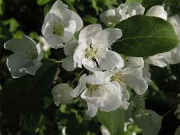 Attēlu rezultāti vaicājumam “Malus mandshurica”