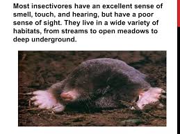 Attēlu rezultāti vaicājumam “Insectivora”