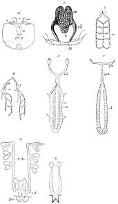 Attēlu rezultāti vaicājumam “Retinia resinella pupa”