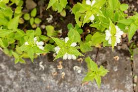 Attēlu rezultāti vaicājumam “Lamium album leaf”
