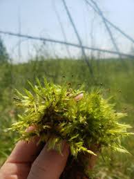 Attēlu rezultāti vaicājumam “Tomentypnum nitens”