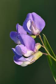 Attēlu rezultāti vaicājumam “Lathyrus palustris bud”