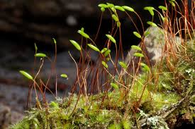 Attēlu rezultāti vaicājumam “Herzogiella seligeri”