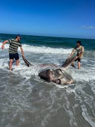 Image result for Mola alexandrini