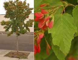 Attēlu rezultāti vaicājumam “Acer tataricum leaf”