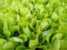 Attēlu rezultāti vaicājumam “Lactuca sativa”