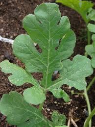 Attēlu rezultāti vaicājumam “Citrullus lanatus leaf”