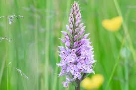 Attēlu rezultāti vaicājumam “Dactylorhiza”