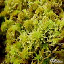 Attēlu rezultāti vaicājumam “Sphagnum subsecundum”