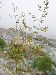 Attēlu rezultāti vaicājumam “Poa palustris”