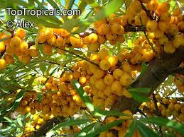 Attēlu rezultāti vaicājumam “Hippophae rhamnoides”