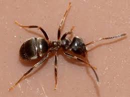 Attēlu rezultāti vaicājumam “Formicidae”