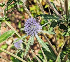 Attēlu rezultāti vaicājumam “Eryngium planum”