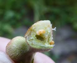 Attēlu rezultāti vaicājumam “Rabdophaga salicis”