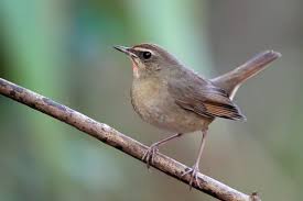 Image result for Luscinia calliope