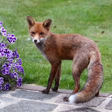 Attēlu rezultāti vaicājumam “Vulpes vulpes  juvenile”