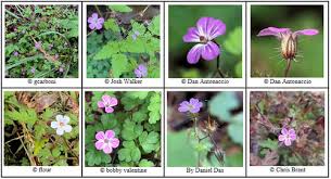 Attēlu rezultāti vaicājumam “Geranium robertianum flower”