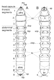 Attēlu rezultāti vaicājumam “Choerades sp.”