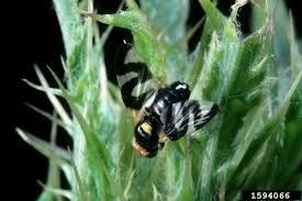 Attēlu rezultāti vaicājumam “Urophora cardui”