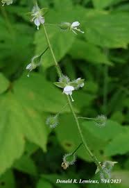 Attēlu rezultāti vaicājumam “Circaea lutetiana bud”