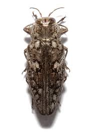 Attēlu rezultāti vaicājumam “Buprestidae”