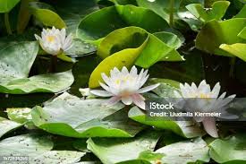 Attēlu rezultāti vaicājumam “Nymphaeaceae”