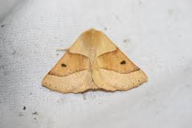 Attēlu rezultāti vaicājumam “Crocallis elinguaria imago”