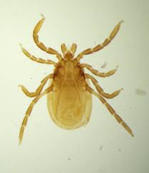 Attēlu rezultāti vaicājumam “Ixodes”