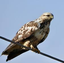 Image result for Buteo lagopus
