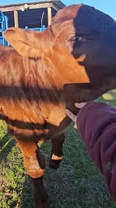 Image result for Matt Cutts sauer