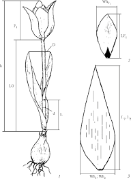 Attēlu rezultāti vaicājumam “Tulipa gesneriana”