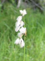 Attēlu rezultāti vaicājumam “Eriophorum angustifolium flower”