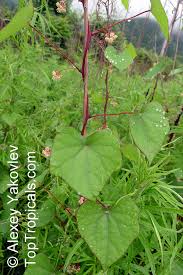Attēlu rezultāti vaicājumam “Menispermum dauricum fruit”