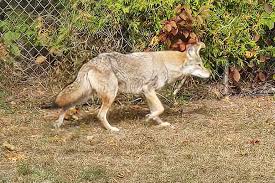 Image result for Hartlepool Coyotes