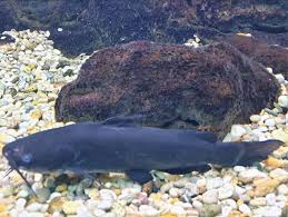 Image result for Ameiurus melas