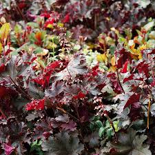 Image result for HEUCHERA americana 'Palace Purple Auslese'