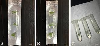 Attēlu rezultāti vaicājumam “Cephalanthera rubra bud”