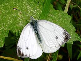 Attēlu rezultāti vaicājumam “Pieris napi male”