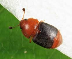 Attēlu rezultāti vaicājumam “Epuraea sp.”