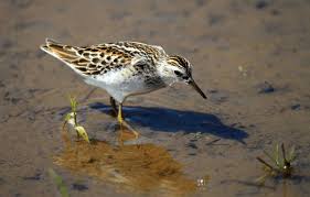 Image result for Calidris subminuta