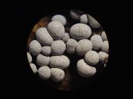 Attēlu rezultāti vaicājumam “Badhamia panicea”