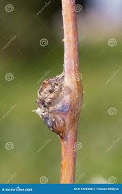 Attēlu rezultāti vaicājumam “Lasioptera rubi larva”