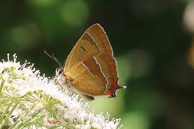 Attēlu rezultāti vaicājumam “Thecla betulae female”
