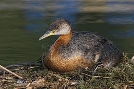 Attēlu rezultāti vaicājumam “Podiceps grisegena adult”